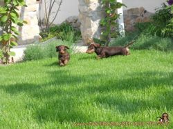282 | Timmi und Pebbi rennen über den Rasen