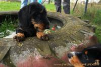 806 | 2014-04-26  Toni auf dem Hundeplatz (16 Wochen alt)